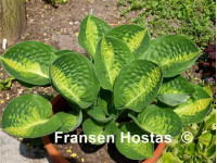 Hosta 